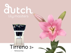 Lily La Tirreno 85cm 3+