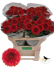 Chrysanth Single Paladov Dark 75cm 60gr.