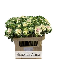 Brassica Empire Anna 70cm