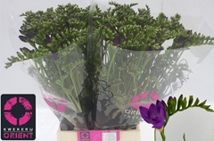 Freesia Double Blue Bayou 50cm 20gr.