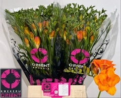 Freesia Double Clementine 50cm 20gr.