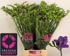 Freesia Double Biscaya 50cm 20gr.