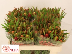 Leucadendron Ayoba Cherry Pearl 50cm