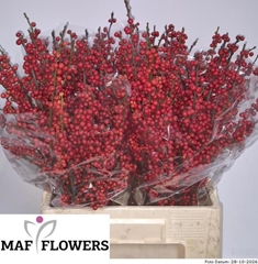 Ilex Red Berry 60cm