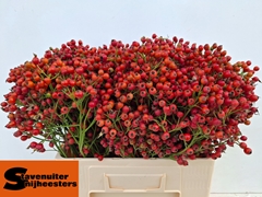 Rose Magical Autumn's Glory 60cm