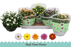 Chrysanth Mix 5 Colours 23Ø 27cm