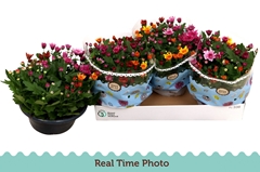Chrysanth Mount Aubisque Mix 23Ø 27cm