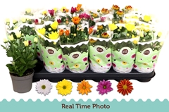 Chrysanth Mix 5 Colours 9Ø 22cm