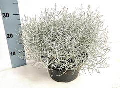 Leucophyta Brownii Whimsy Silver 23Ø 35cm