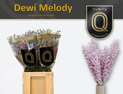 Delphinium Double Dewi Melody 70cm
