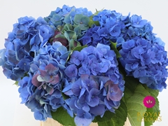 Hydrangea Bela Blue 40cm 14-16cm Hd