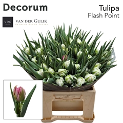 Tulip Double Flash Point 40cm 40gr.