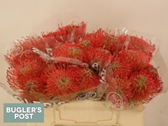 Leucospermum Ayoba Pink 30cm