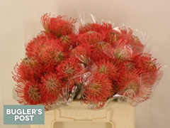 Leucospermum Ayoba Pink 35cm
