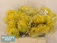 Leucospermum High Gold 40cm
