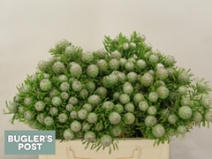 Leucadendron Spray Ayoba Jade Pearl 40cm Spray