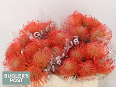 Leucospermum Succession 30cm
