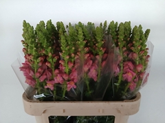 Antirrhinum Antibes Rose 80cm