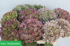 Hydrangea Esperance Classic 60cm 12-14cm Hd