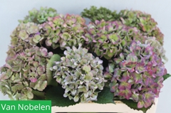 Hydrangea Esperance Classic 50cm 10-12cm Hd