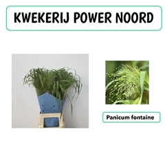 Panicum Fontaine 70cm