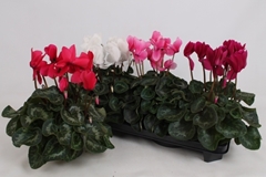 Cyclamen Super Serie Leopardo 13Ø 35cm
