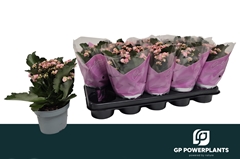 Kalanchoe Double Perfecta Pink 12Ø 25cm