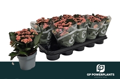 Kalanchoe Double Perfecta Pink 12Ø 23cm