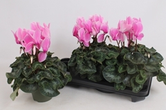 Cyclamen Super Serie Leopardo 13Ø 35cm