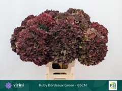 Hydrangea Rubyred 65cm 19-21cm Hd
