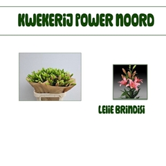 Lily La Brindisi 80cm 3+