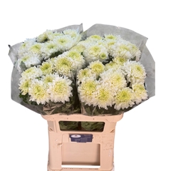 Chrysanth Single Fred Shoesmith 80cm 75gr.