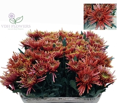 Chrysanth Single Tula Autumn 80cm 80gr.