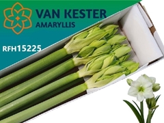 Hippeastrum White Sensation 90cm