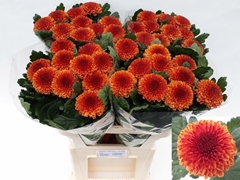 Chrysanth Single Kiev Bicolour 80cm 60gr.