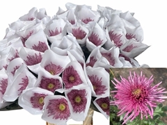 Chrysanth Single Uzuri Purple 80cm 80gr.