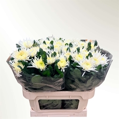 Chrysanth Single Anastasia Star White 75cm 70gr.
