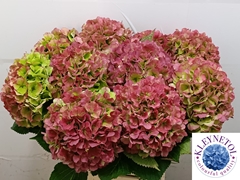 Hydrangea Verena Classic 60cm 20-22cm Hd