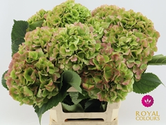 Hydrangea Verena Classic 50cm 14-16cm Hd