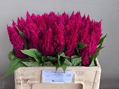 Celosia Century Purple 55cm