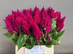 Celosia Century Purple 45cm