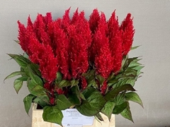 Celosia Century Red 45cm