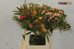 Euphorbia Fulgens Mix 60cm 10cm Hd