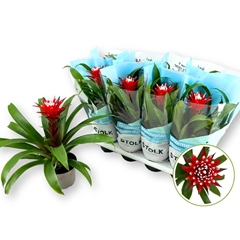Guzmania Hope 14Ø 40cm