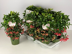 Ardisia Crenata Premium 14Ø 40cm