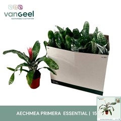 Aechmea Fasciata Primera 15Ø 55cm