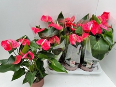 Anthurium California 17Ø 70cm