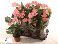 Anthurium Arisa Pink 14Ø 60cm