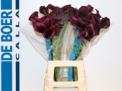 Zantedeschia Odessa 70cm