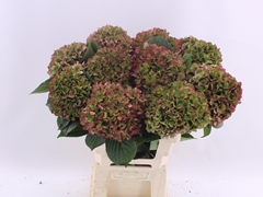 Hydrangea Glowing Alps Classic 60cm 15-17cm Hd
